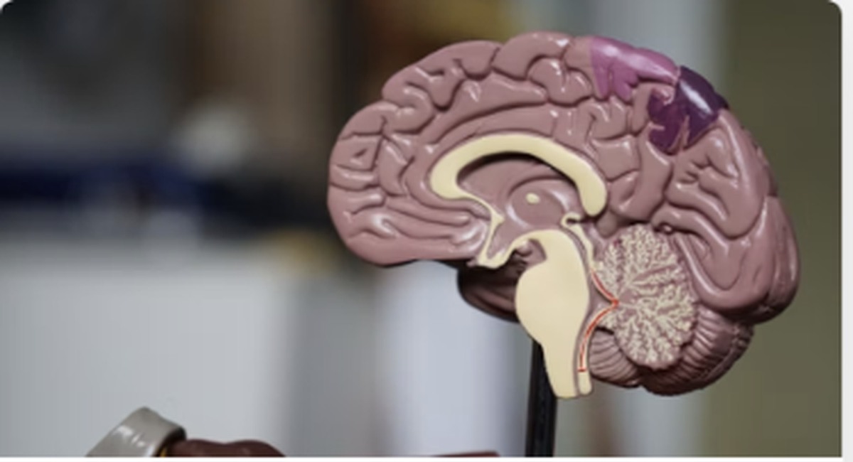 Modelo anatómico para estudio de neurociencias